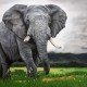 Afrikanischer Elefant auf Leinwand